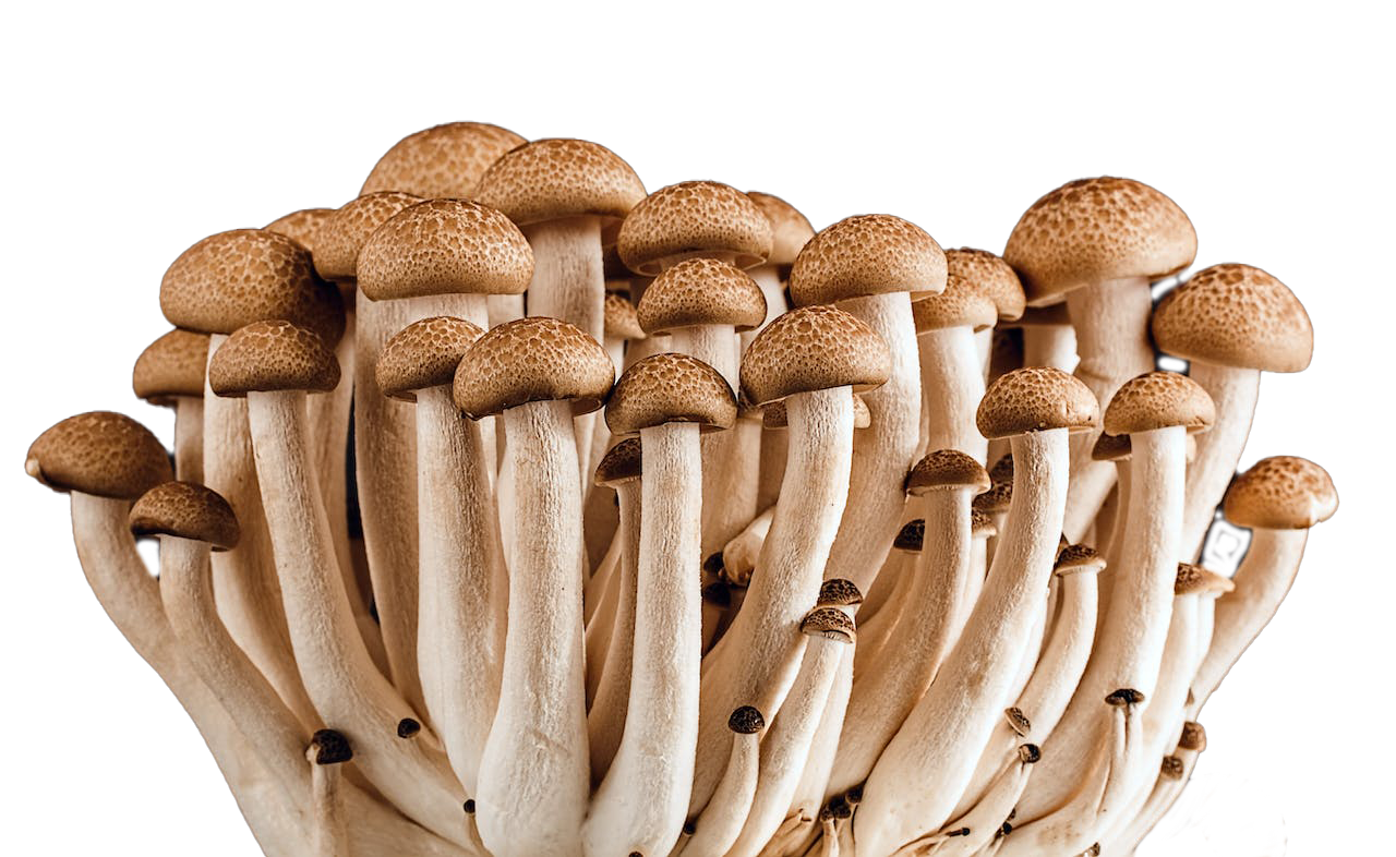 Psilocybin marketing agency