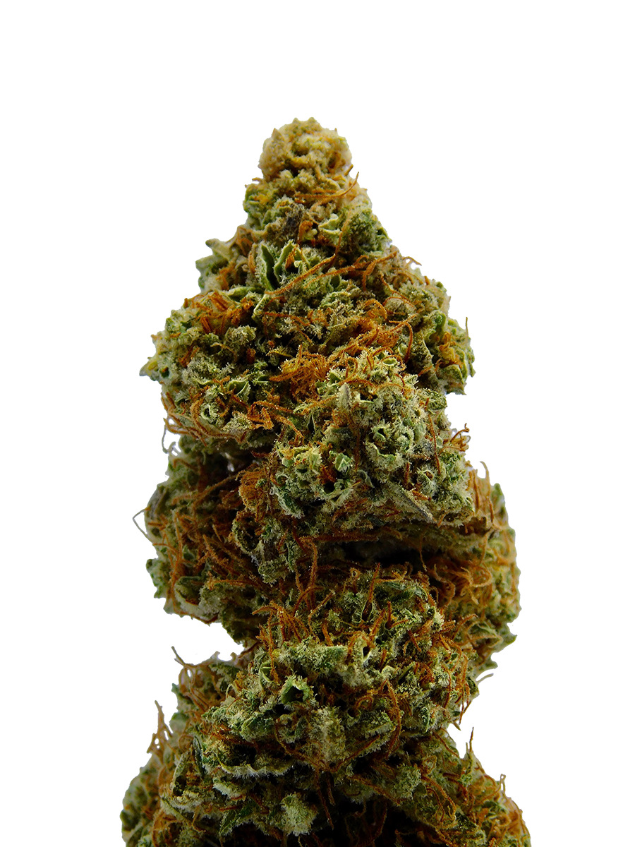 cannabis digital marketing services