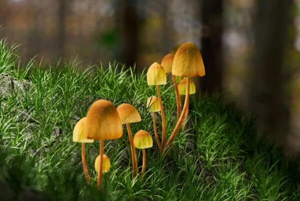 Psilocybin Marketing