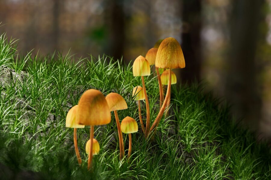 Psilocybin Marketing