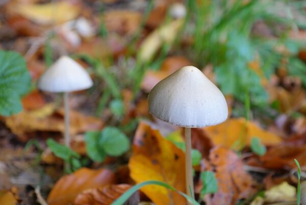 psilocybin industry analysis